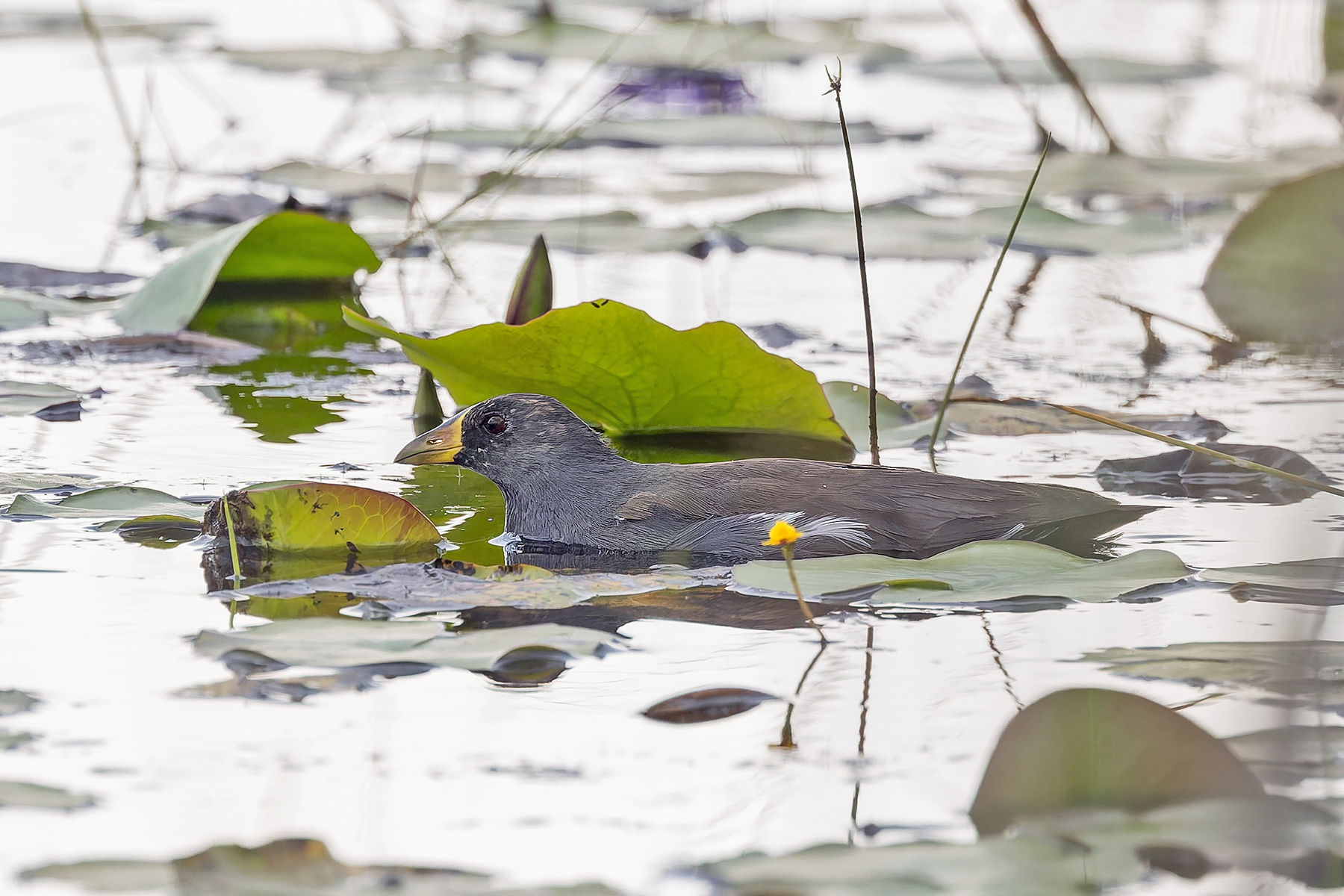 Lesser Moorhen (image by Pete Morris)