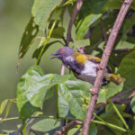Lowland Masked Apalis (image by Pete Morris)