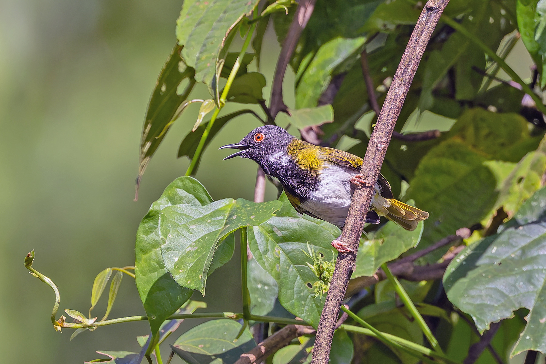 Lowland Masked Apalis (image by Pete Morris)
