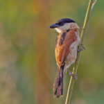 Marsh Tchagra (image by Pete Morris)