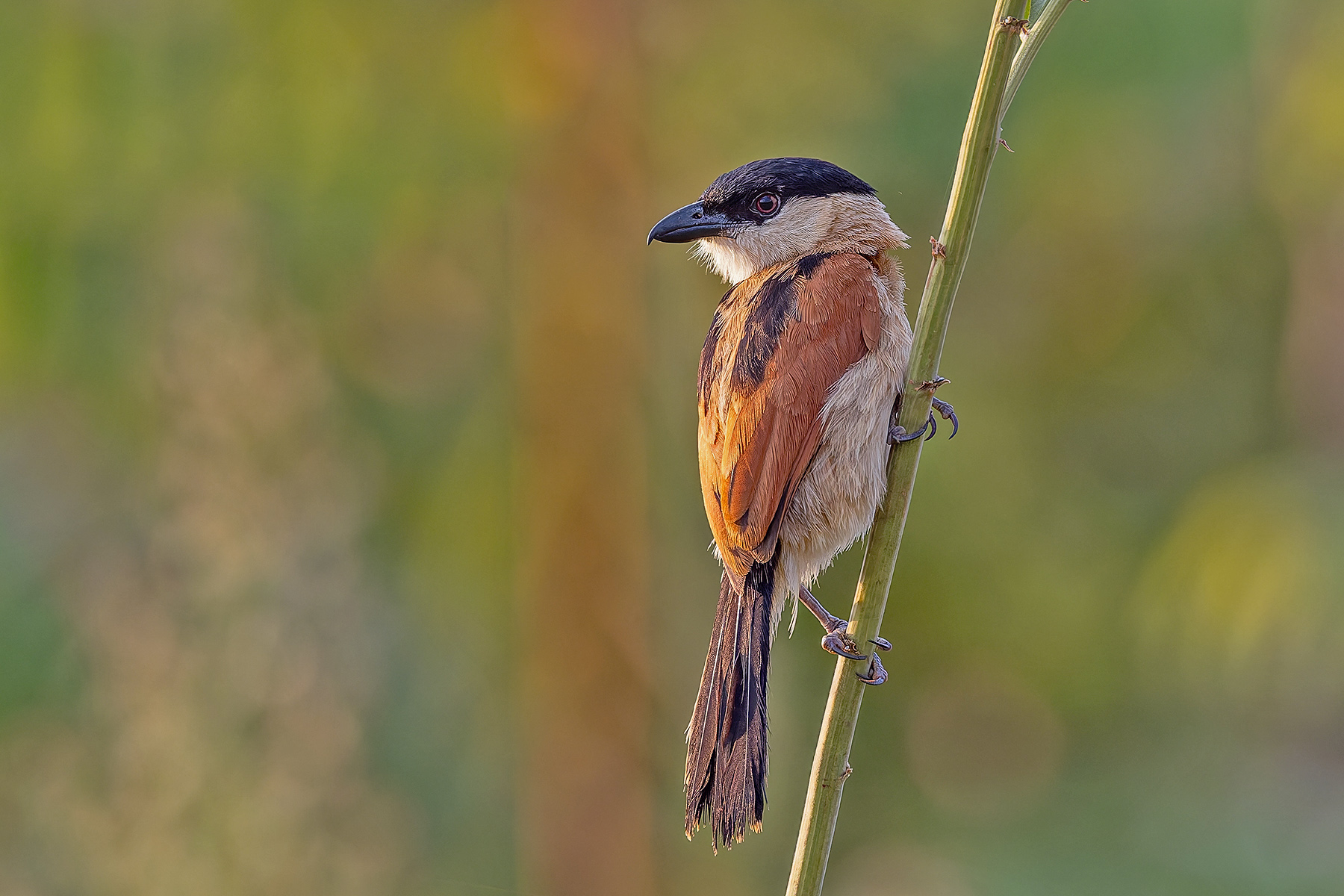 Marsh Tchagra (image by Pete Morris)