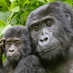 Mountain Gorillas (image by Pete Morris)