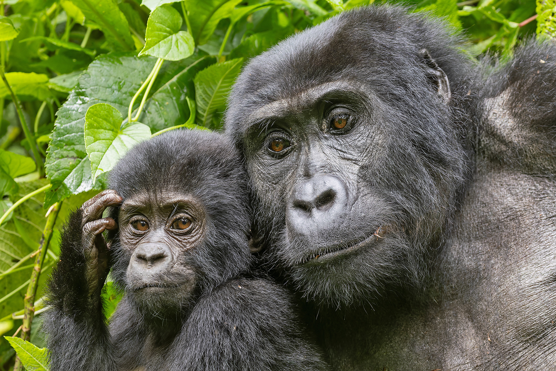 Mountain Gorillas (image by Pete Morris)