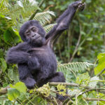 Mountain Gorilla (image by Pete Morris)