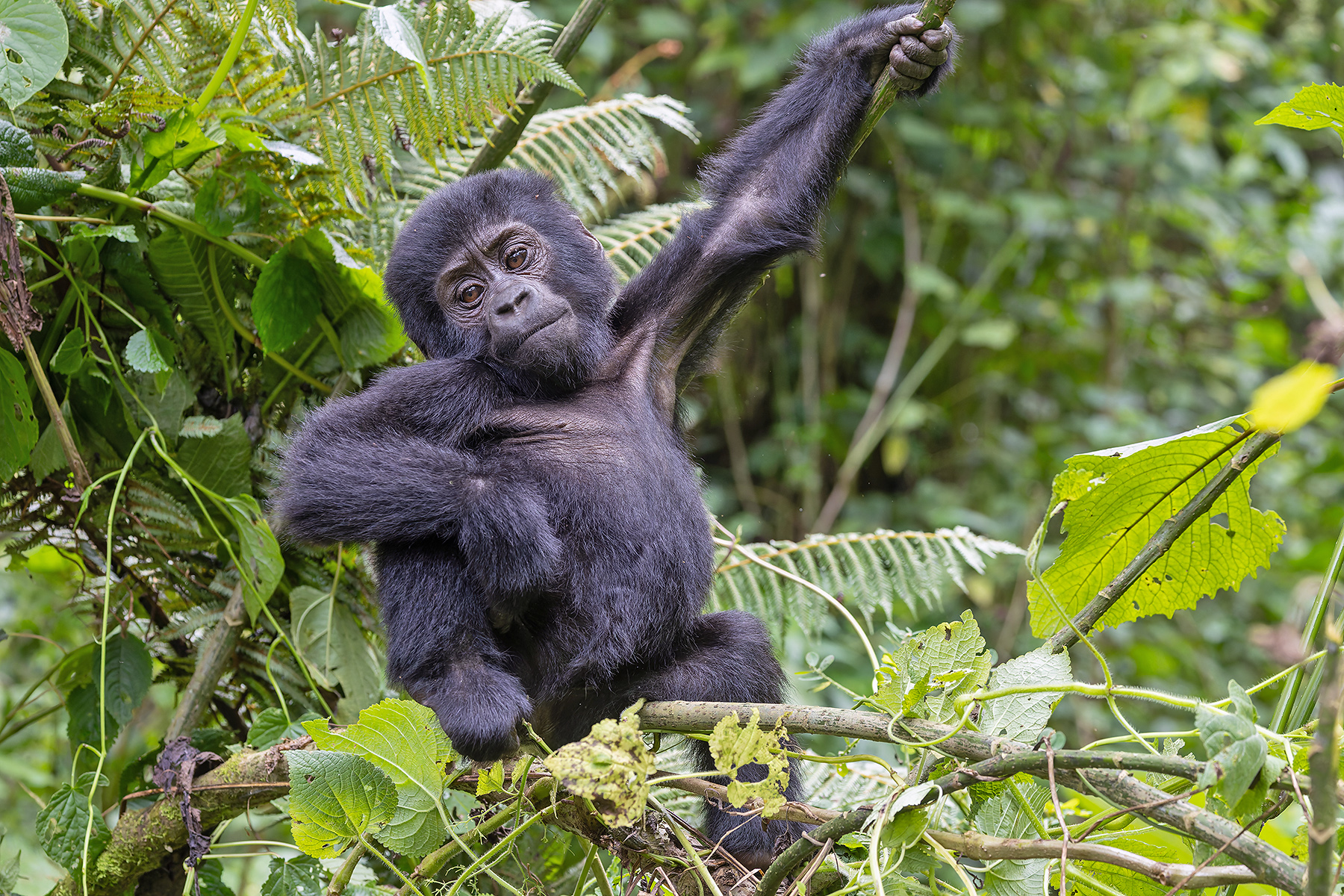 Mountain Gorilla (image by Pete Morris)