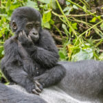 Mountain Gorilla (image by Pete Morris)