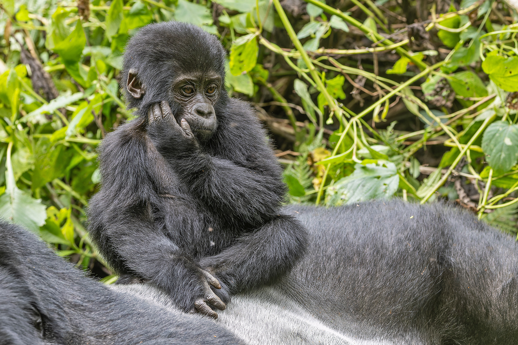 Mountain Gorilla (image by Pete Morris)