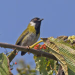 Mountain Masked Apalis (image by Pete Morris)