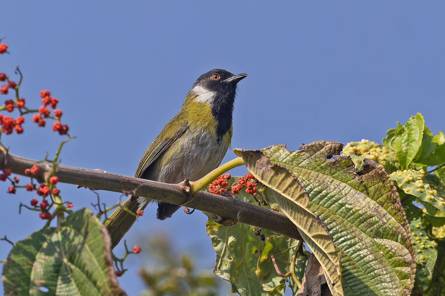 Mountain Masked Apalis (image by Pete Morris)