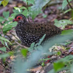 Nahan's Partridge (image by Pete Morris)