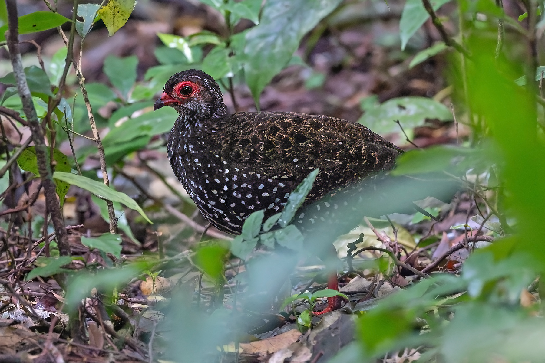 Nahan's Partridge (image by Pete Morris)