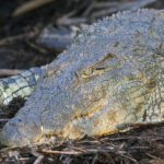 Nile Crocodile (image by Pete Morris)