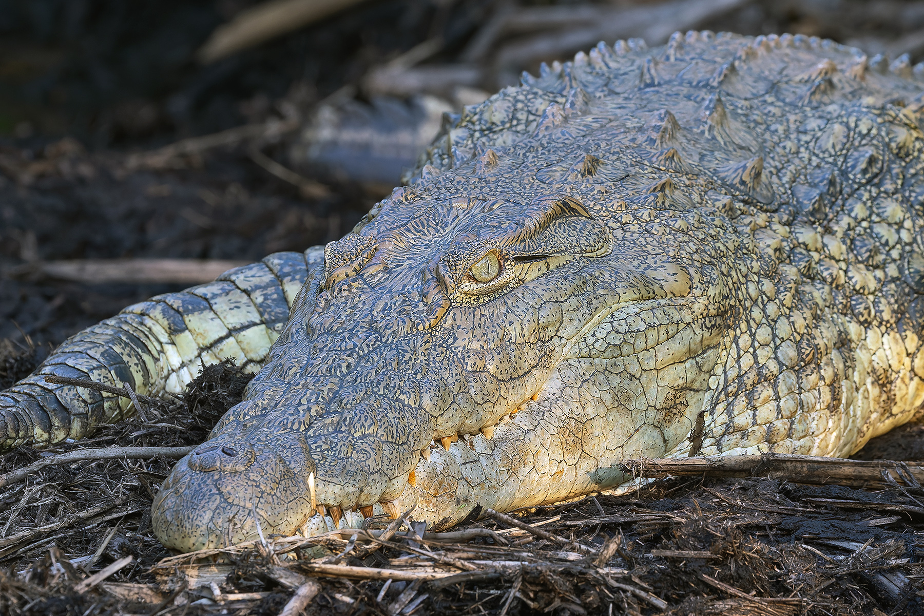 Nile Crocodile (image by Pete Morris)