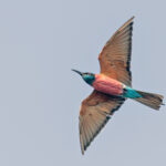 Northern Carmine Bee-eater (image by Pete Morris)