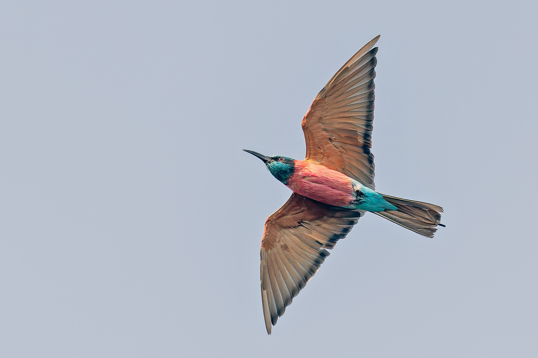 Northern Carmine Bee-eater (image by Pete Morris)