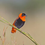 Northern Red Bishop (image by Pete Morris)