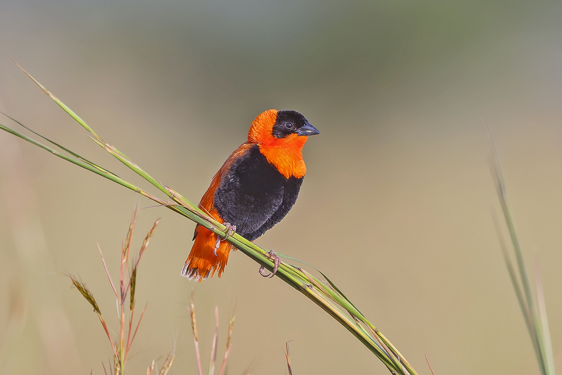 Northern Red Bishop (image by Pete Morris)