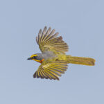 Orange-breasted Bushshrike (image by Pete Morris)