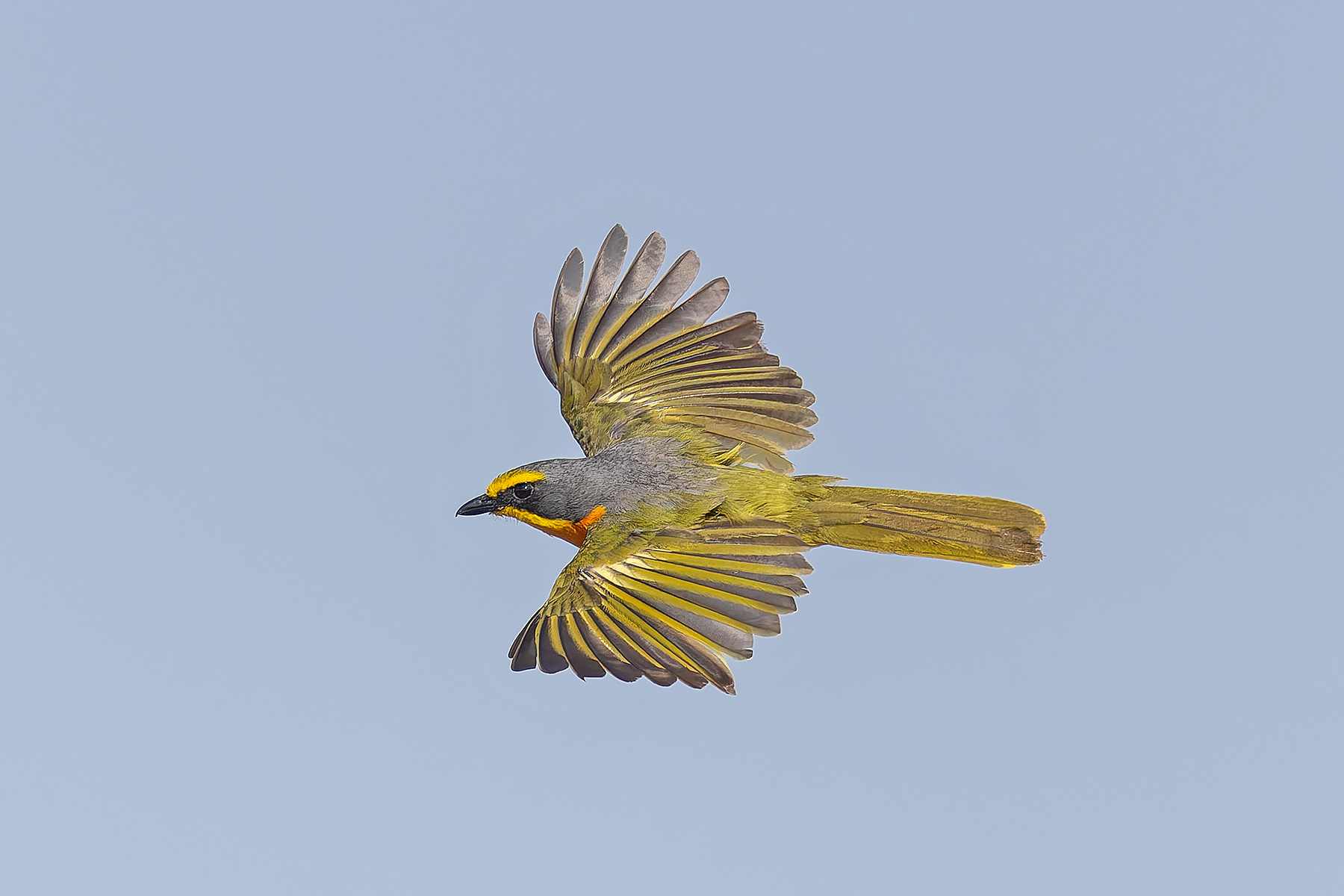 Orange-breasted Bushshrike (image by Pete Morris)