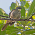 Pale-throated Greenbul (image by Pete Morris)