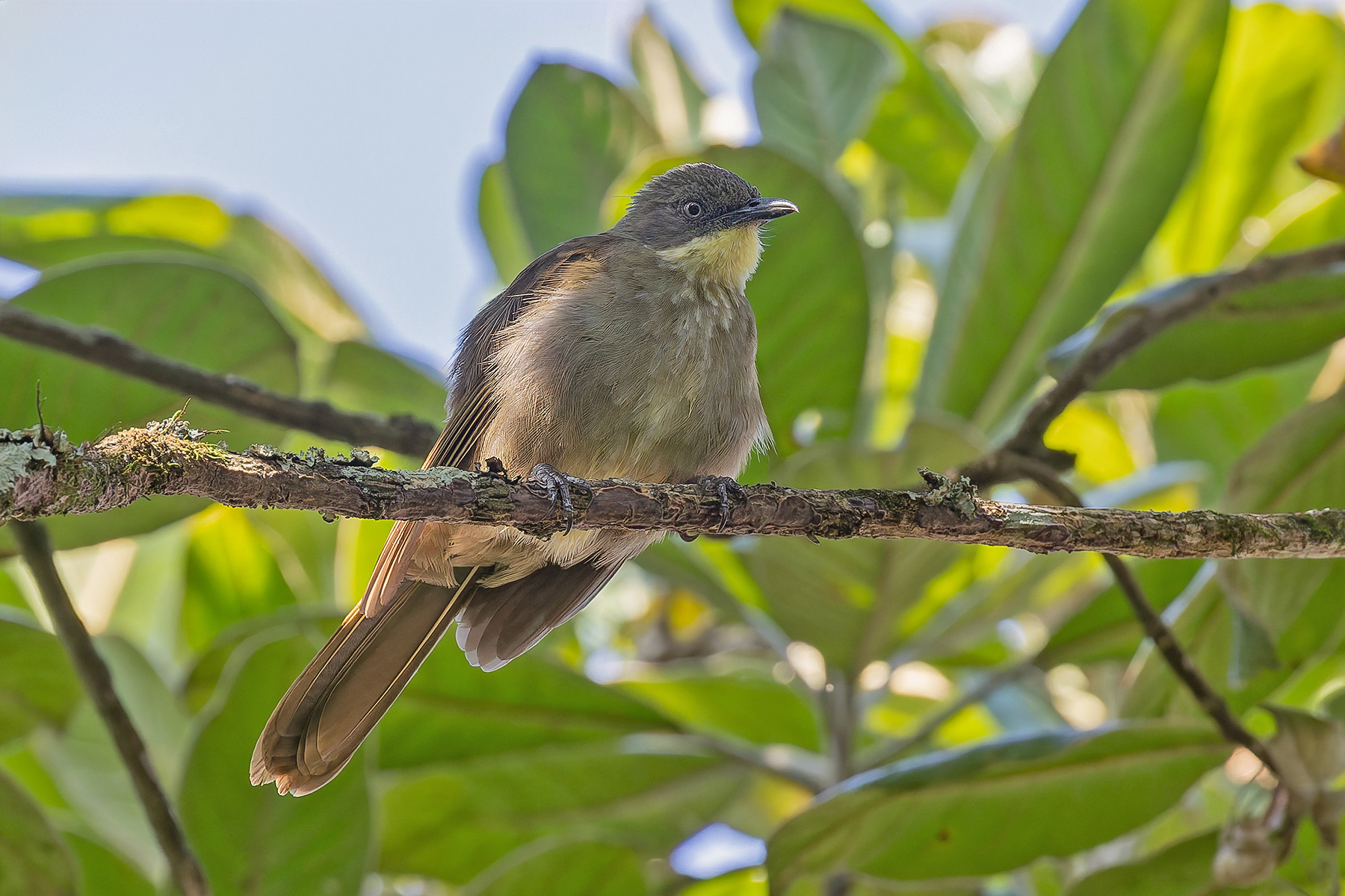 Pale-throated Greenbul (image by Pete Morris)