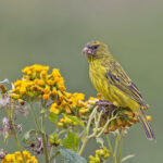 Papyrus Canary (image by Pete Morris)