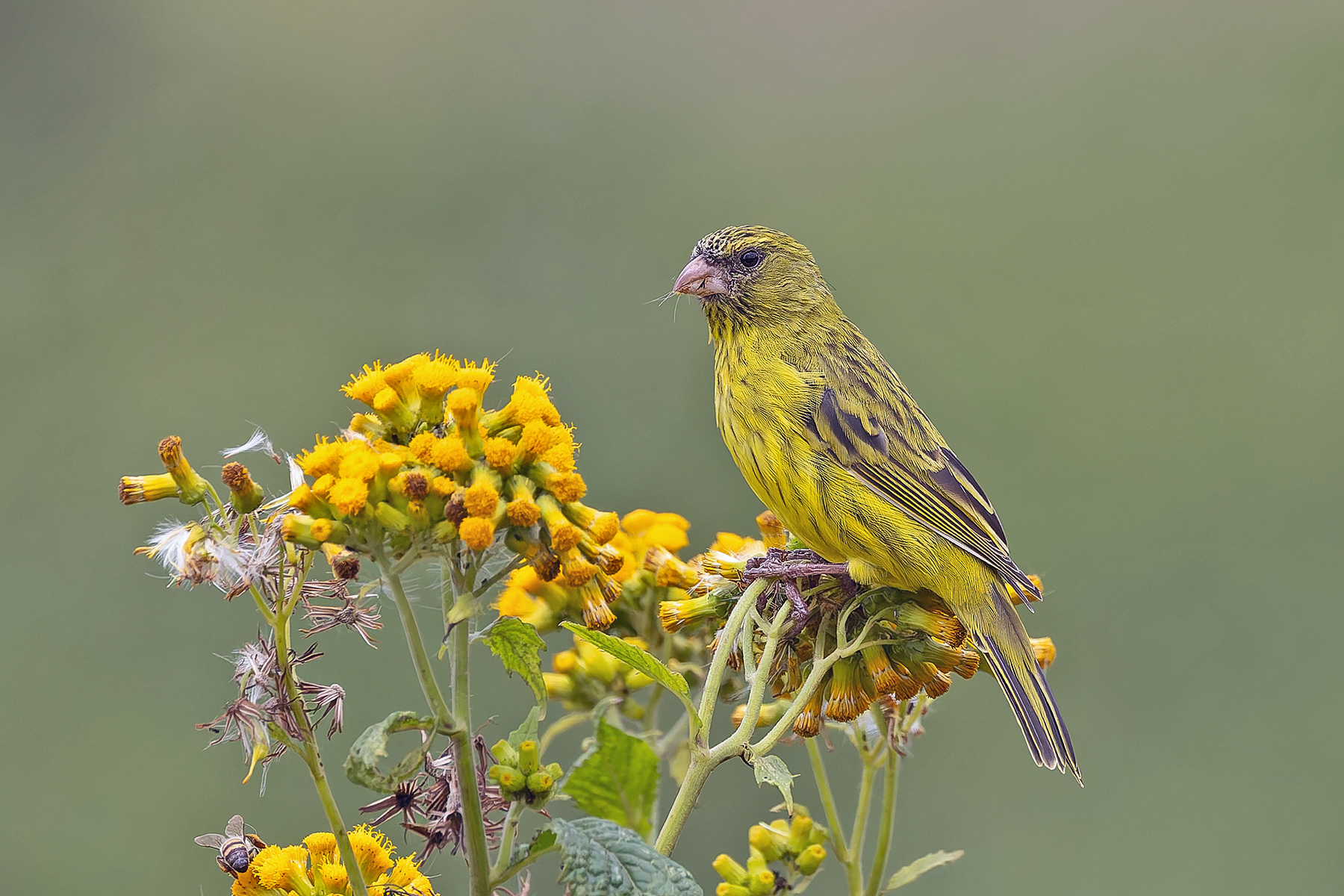 Papyrus Canary (image by Pete Morris)