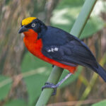 Papyrus Gonolek (image by Pete Morris)