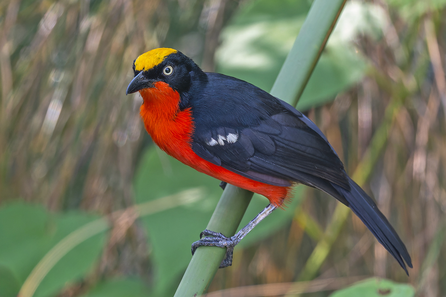 Papyrus Gonolek (image by Pete Morris)