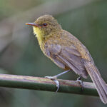 Papyrus Yellow Warbler (image by Pete Morris)