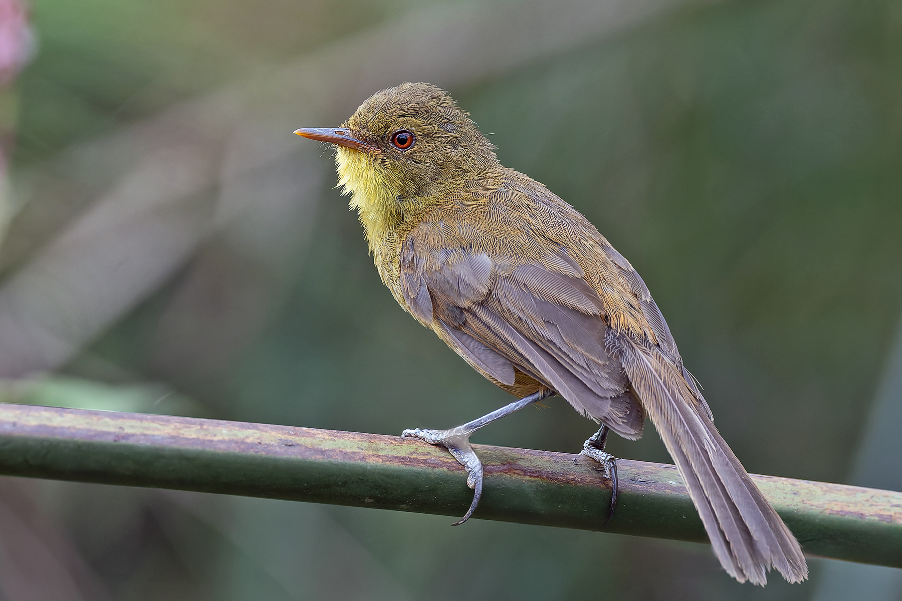 Papyrus Yellow Warbler (image by Pete Morris)