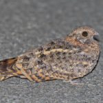 Pennant-winged Nightjar (image by Pete Morris)