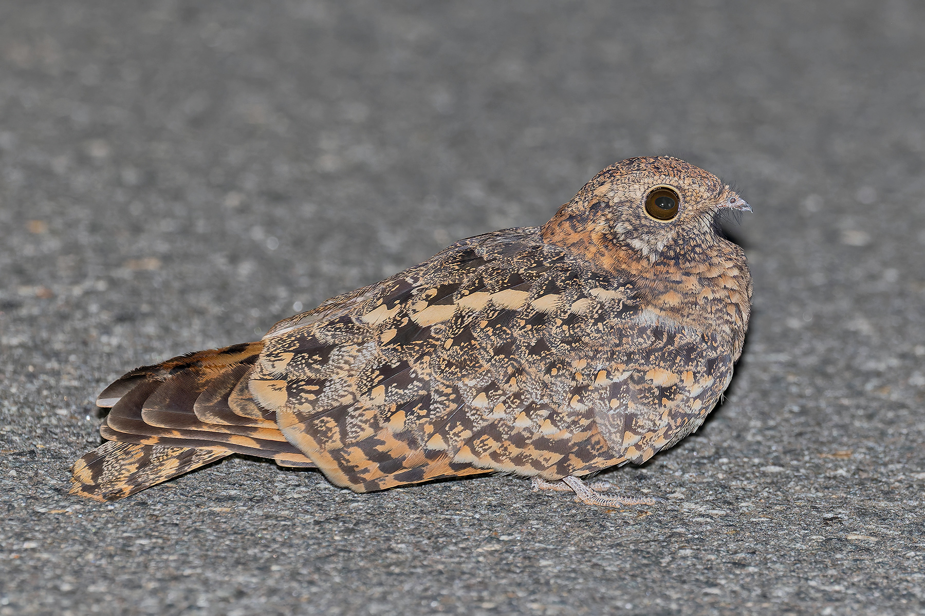 Pennant-winged Nightjar (image by Pete Morris)