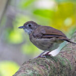 Puvel's Illadopsis (image by Pete Morris)