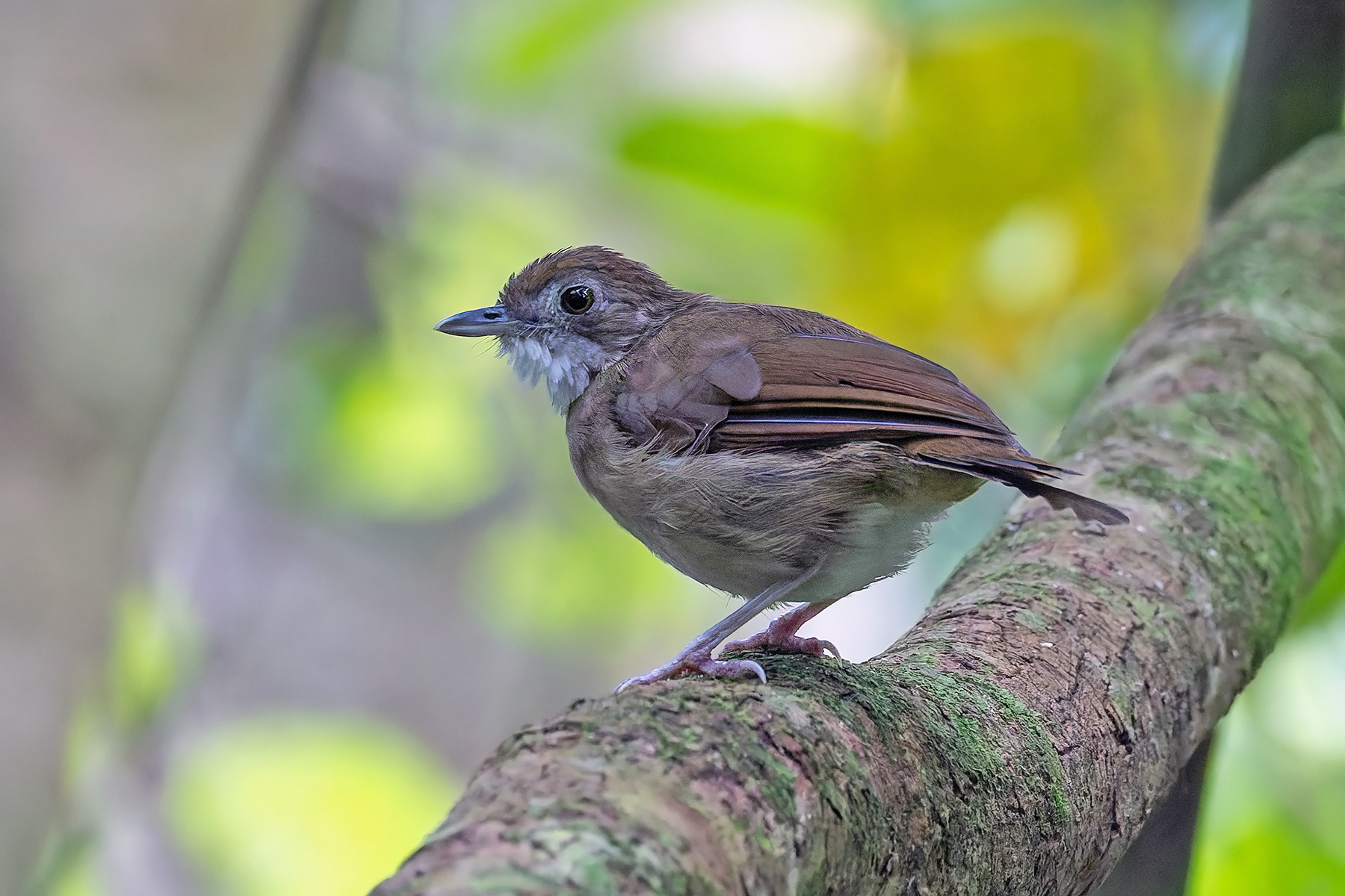 Puvel's Illadopsis (image by Pete Morris)