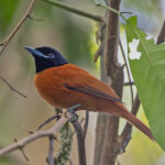 Red-bellied Paradise Flycatcher (image by Pete Morris)