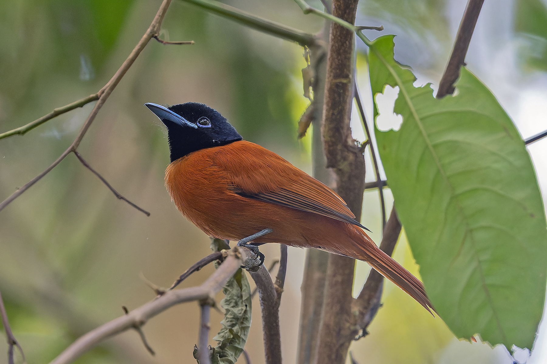 Red-bellied Paradise Flycatcher (image by Pete Morris)