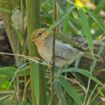 Red-faced Woodland Warbler (image by Pete Morris)