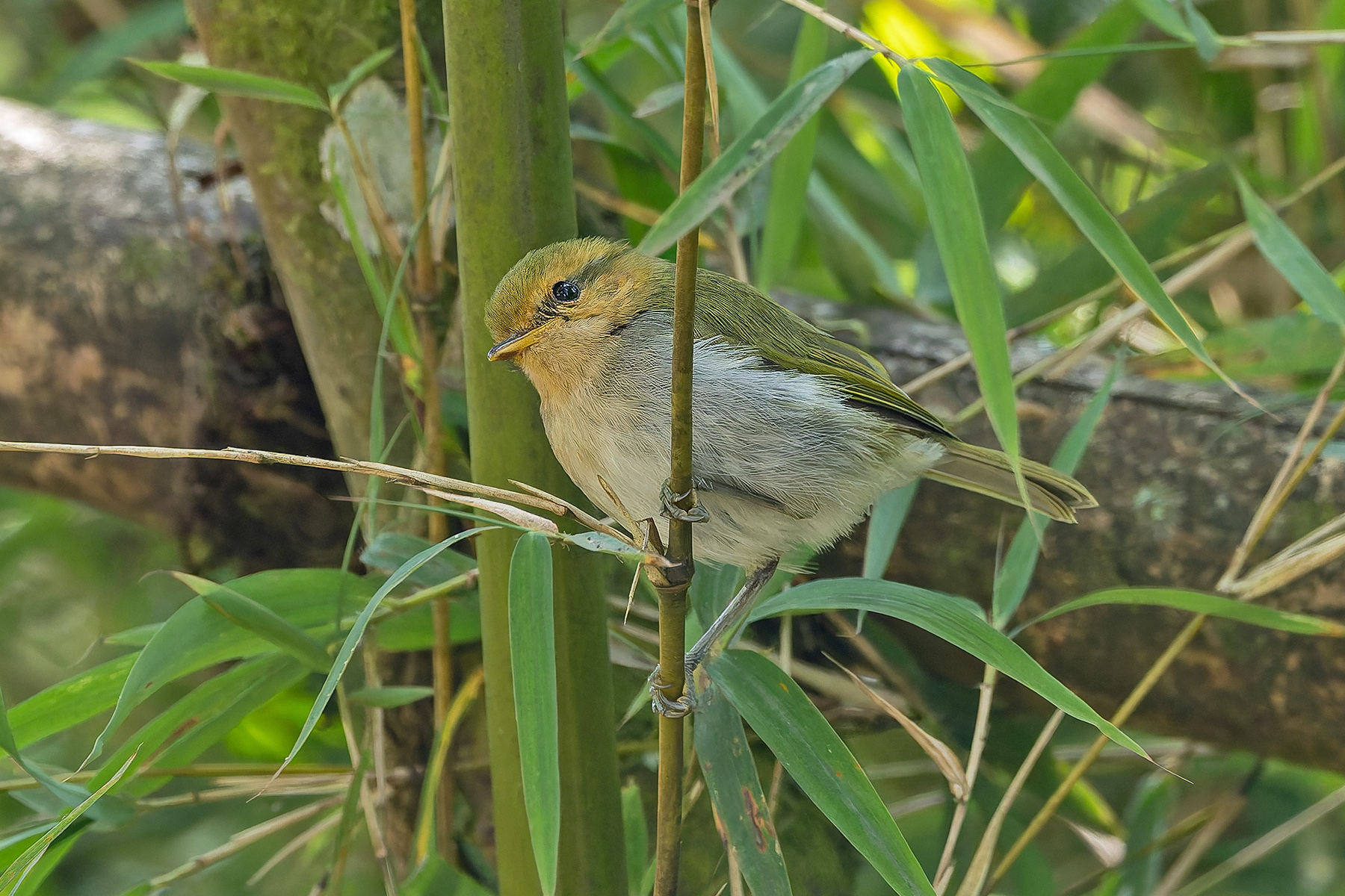 Red-faced Woodland Warbler (image by Pete Morris)
