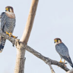 Red-necked Falcons (image by Pete Morris)