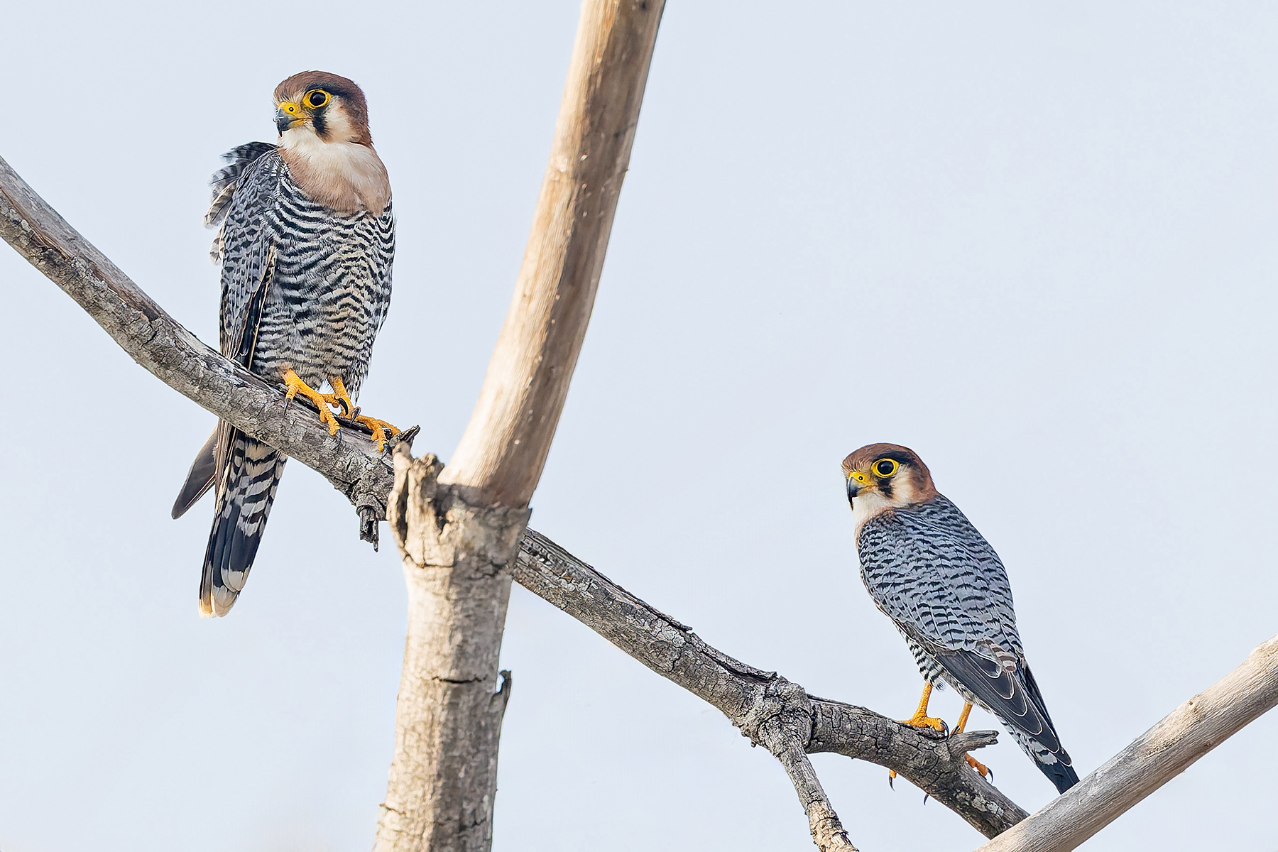Red-necked Falcons (image by Pete Morris)
