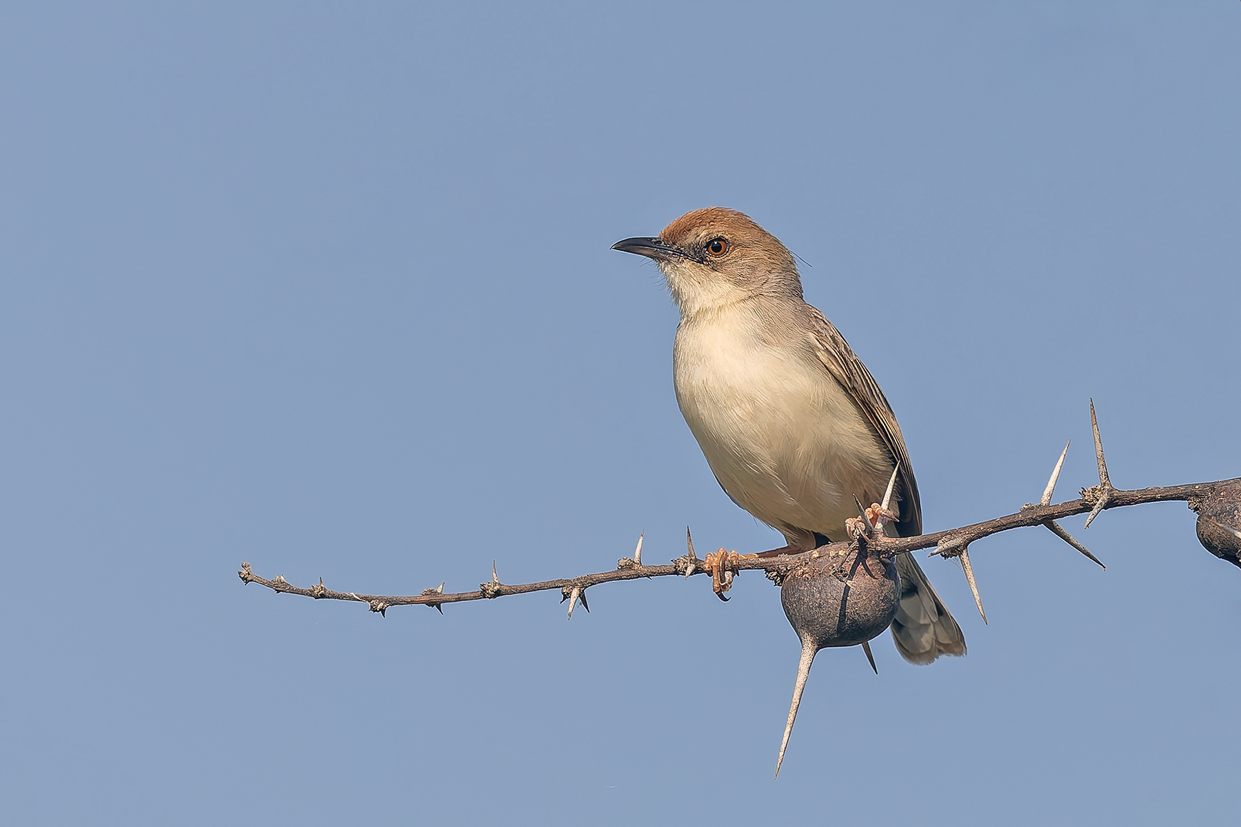 Red-pate Cisticola (image by Pete Morris)