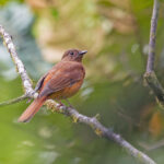 Red-tailed Ant Thrush (image by Pete Morris)