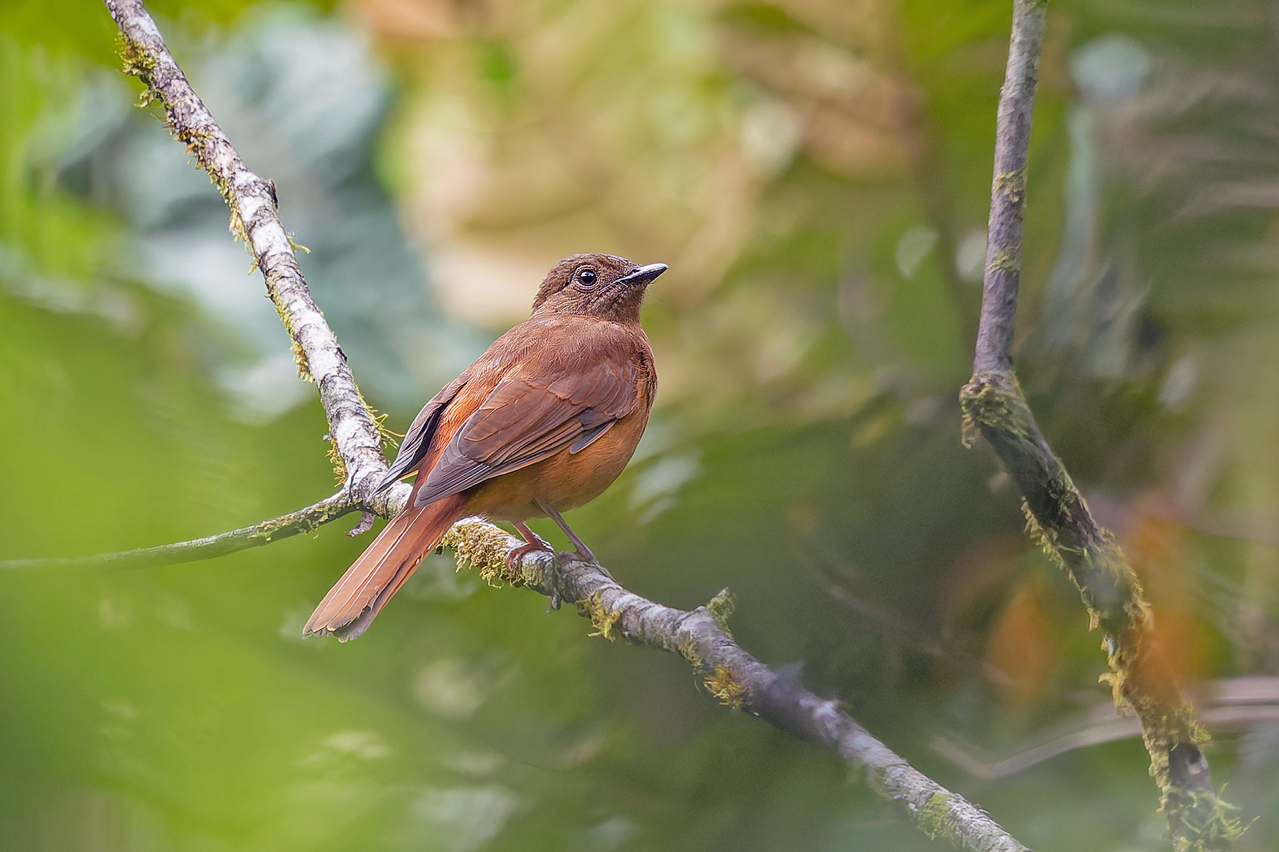 Red-tailed Ant Thrush (image by Pete Morris)