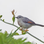 Red-winged Grey Warbler (image by Pete Morris)