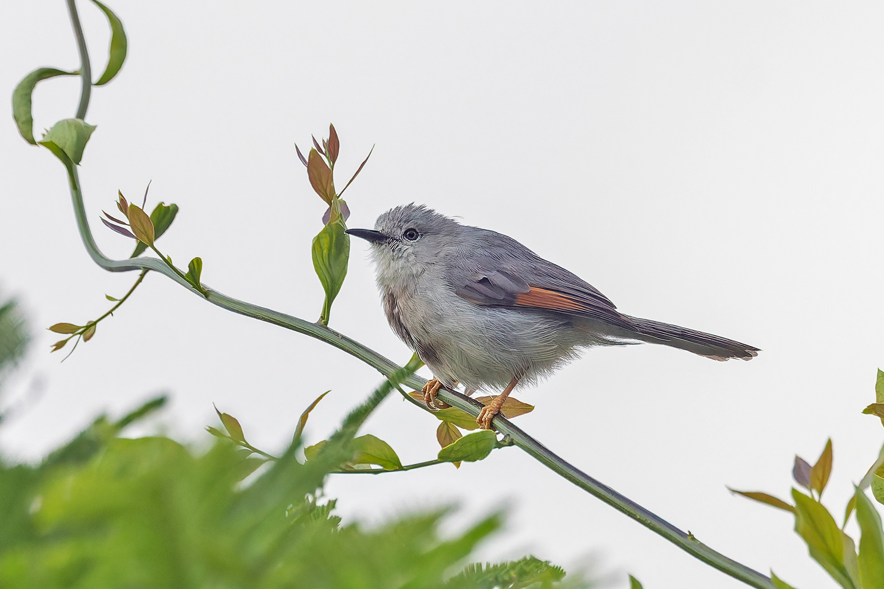 Red-winged Grey Warbler (image by Pete Morris)