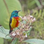 Regal Sunbird (image by Pete Morris)