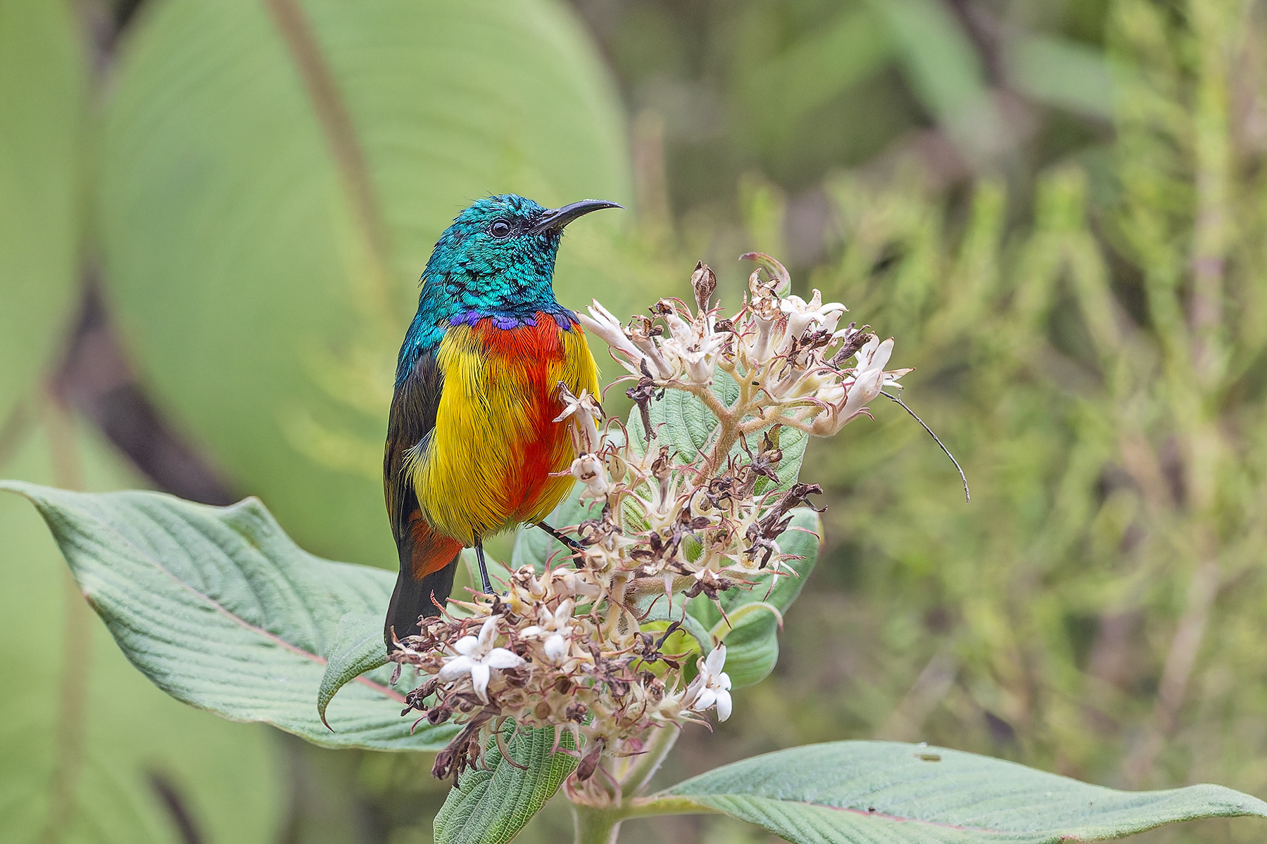 Regal Sunbird (image by Pete Morris)