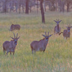 Roan Antelopes (image by Pete Morris)