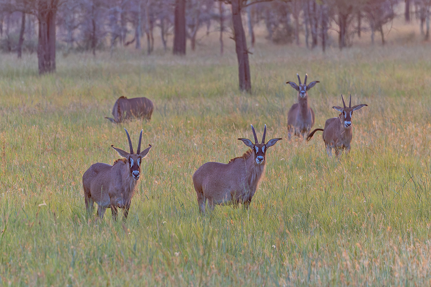 Roan Antelopes (image by Pete Morris)